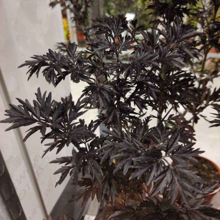 bez czarny ‘Laced Up’® o prawie czarnych, powcinanych liściach, nowość na targach Silesia Plants