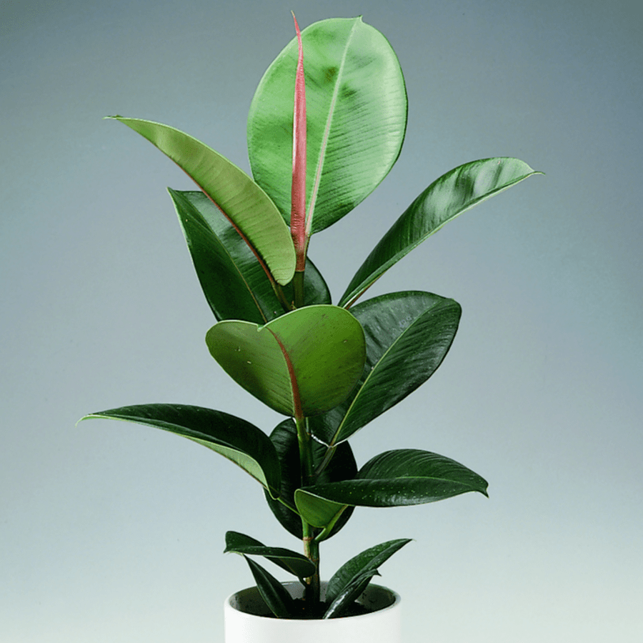Figowiec sprężysty - roślina oczyszczająca powietrze