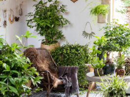 Rośliny oczyszczające powietrze w mieszkaniu. Pokój pełen zielonych roślin