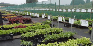 Jesienne sadzenie roślin. Rośliny ozdobne w skrzynkach przygotowane do sprzedarzy w centrum ogrodniczym