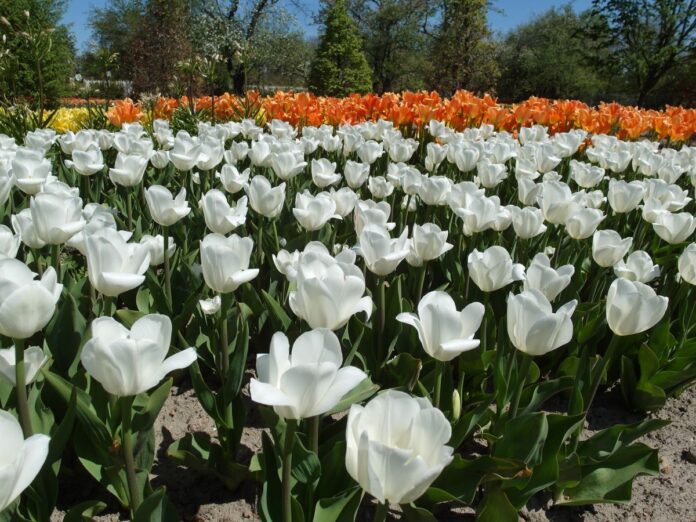 białe tulipany na rabacie