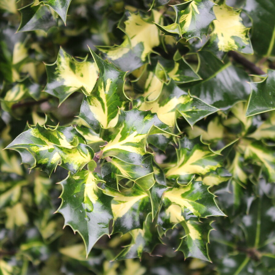 Ostrokrzew kolczasty ‘Silver Milkboy’ o zielono-żółtych liściach