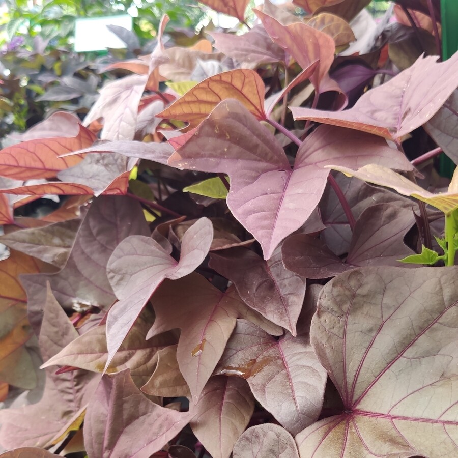 Roślina o liściach w kolorze czekolady