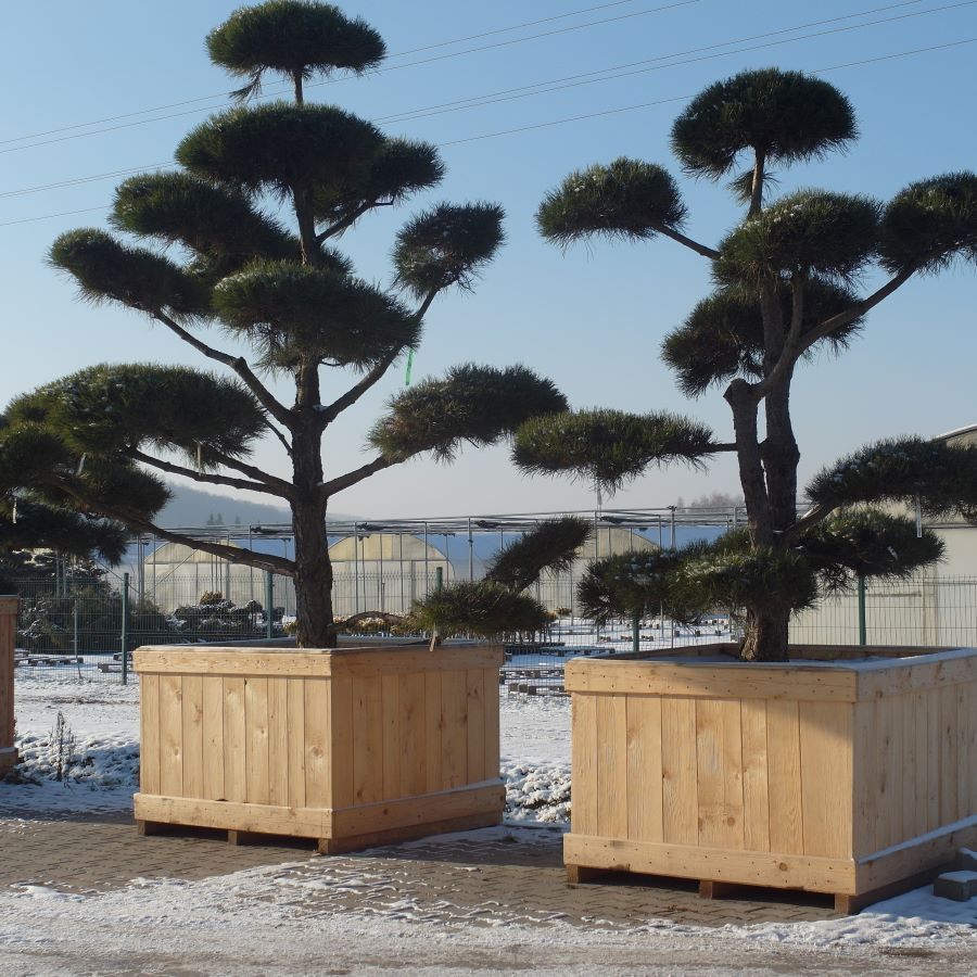 duże sosny w formie bonsai w szkółce Bodnar