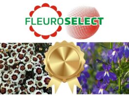 Złote medalistki Fleuroselect i logo