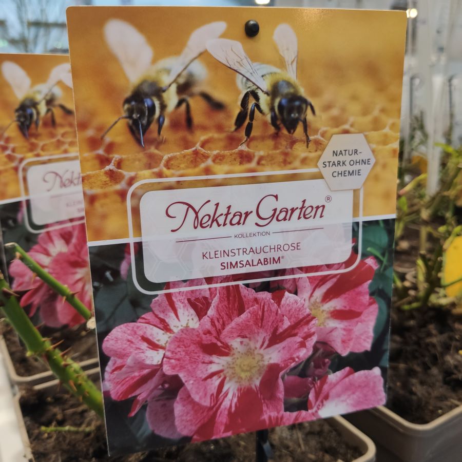 etykieta dla róż z pszczołami rośliny przyjazne zapylaczom 
