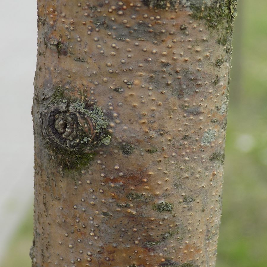 pęcherzykowate wzniesienia na pniu drzew, objaw raka