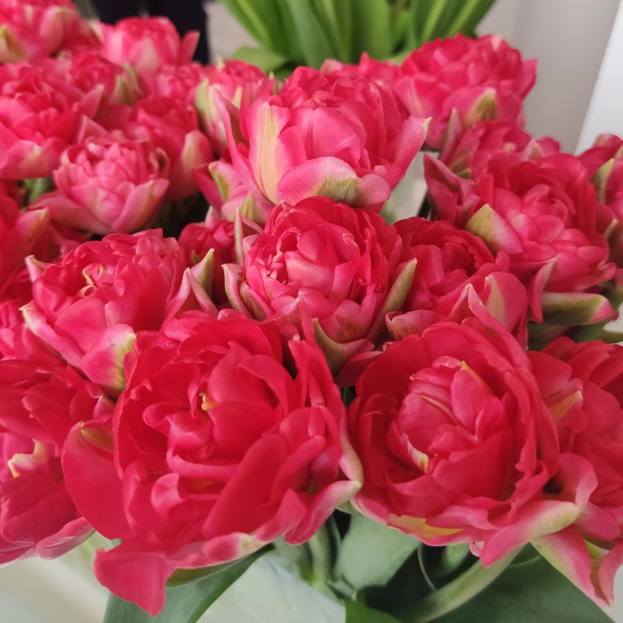 odmiana Pamplona® tulipana o pełnych różowych kwiatach