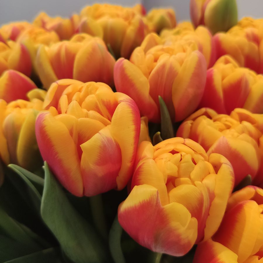 tulipan Shell®o zółto-czerwonych kwiatach