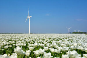 Zrównoważony rozwój zielonej branży w Holandii. Pole tulipanów i turbina wiatrowa