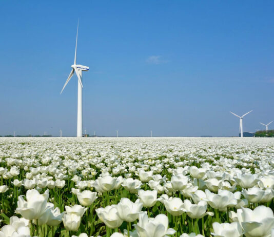 Zrównoważony rozwój zielonej branży w Holandii. Pole tulipanów i turbina wiatrowa