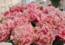 bukiet różowych tulipanów