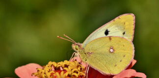Zółty motyl na czerwonym kwiacie