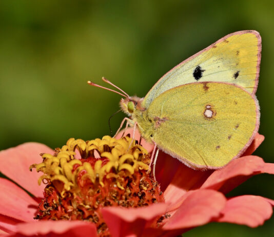 Zółty motyl na czerwonym kwiacie